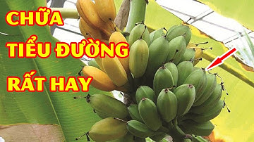 Người Tiểu Đường Cứ Hái 3 Quả Chuối Hột Rồi Làm Theo Cách Này Bệnh Nặng Mấy Cũng Nhẹ Ngay Tức Thì