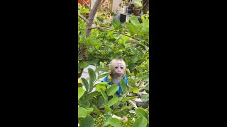 #animallover#monkey #monkeybaby🐒❤️ #monkeydluffy #cutebaby #monkeyface #animals #trendingvideo