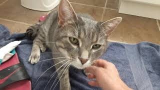 Sweet Bodey Gets all My Attention. Super Soft Cutie screenshot 4