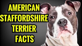 American Staffordshire Terrier Facts  Top 13 Facts You Must Know