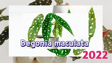 BEGONIA maculata care GUIDE 2022