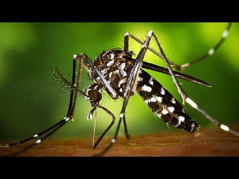Video: Ինչու են մոծակները կծում