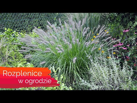 Wideo: Twój Wiosenny Ogród Kwiatowy