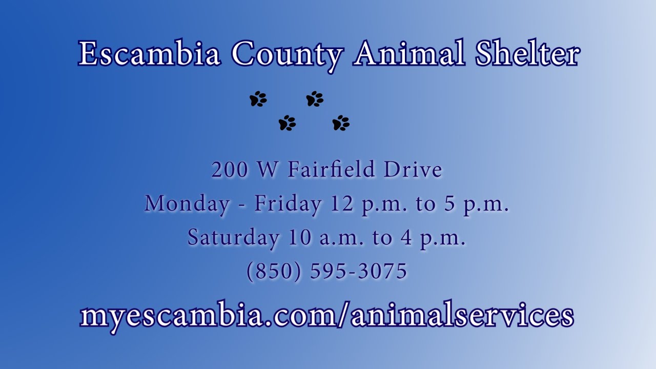 Escambia County Animal Shelter Adoption