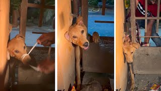 A dog was rescued after becoming stuck behind an iron fence. | Dog Stuck