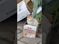Whenever cats see a box. 😄 🐈