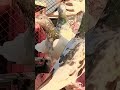 ❤️🕊🥰#pigeon #india #kabootar #kabutar #youtube #shortvideo #shorts #short #sohrts #4k #4kstatus