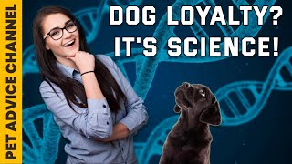 Why are dogs so loyal  3 scientific reasons