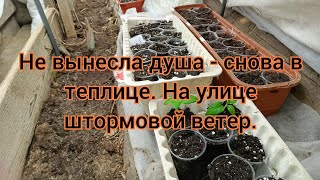 У природы нет плохой погоды? Штормовой ветер. Прячусь в теплицу.