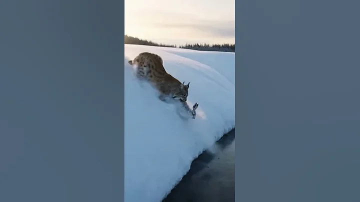 Snowfield Crash: Lynx vs Hare #Lynx #Hare #wildlife #animals