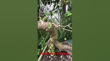 CẮT TỈA LẠI CHI CÀNH CHO CÂY SUNG DÁNG SIÊU