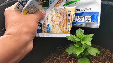 xịt thuốc ngừa bò trĩ, thúi rễ  cho cây cúc mâm xôi