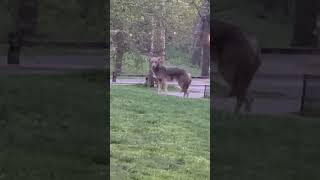 ‘Large’ Coyote Spotted Strolling Around Central Park by Storyful Viral 535 views 3 days ago 1 minute, 5 seconds