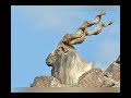 Markhor in pakistan  wondrfull story