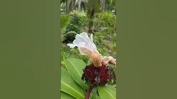 Kinsay Nka Ila Ani Nga Plant Unsa Tawag Ani Naa Ga Ingn Tambal Daw Ni 