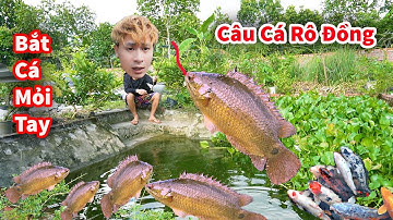 Cáo Ca - Đào Giun Câu Đàn Cá Rô Đồng Cực Chất || Hậu Cáo Câu Cá