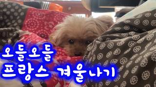 🇫🇷첫 프랑스 겨울 맞이하는 강아지 | 집 구하기 빼고 다 되는 일상 | 와인 축제[KO/FR]
