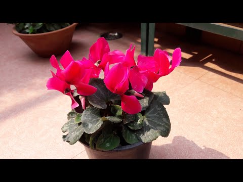 Cyclamen
