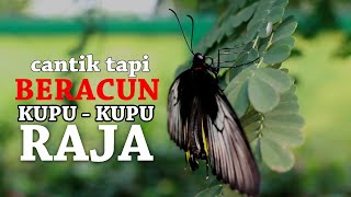 Grebek Kandang Kupu-Kupu Beracun