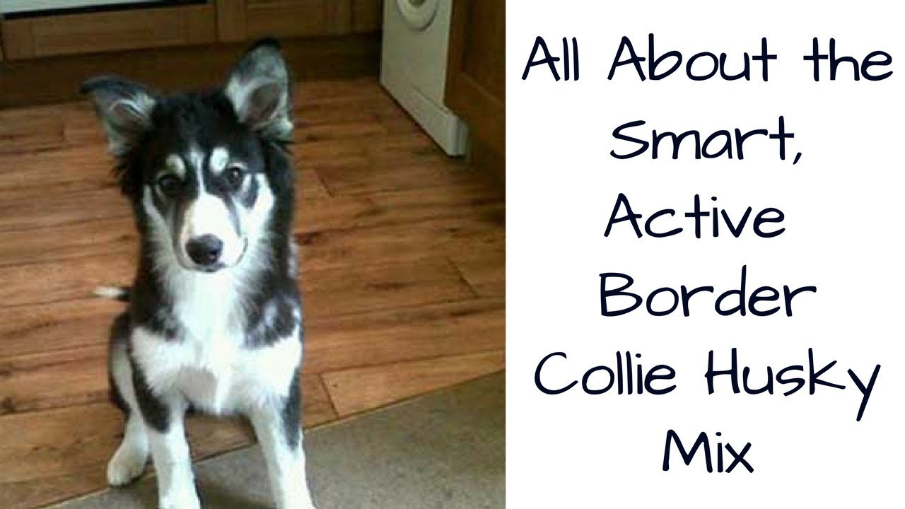 The Border Collie Husky Mix Is This Smart Active Dog Right For Your Family Youtube