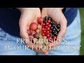 Fruit bushes in our food forest