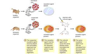 Chapter 3 OpenStax Microbiology