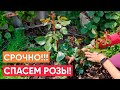 Розы очень плохо перезимовали! Срочно проводим подкормку, обработку и обрезку