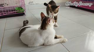 Kucing ABG Jantan Baru Belajar Kawin, First Trial so FUNNY !