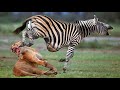 惊人！斑马“反击”狮子，一脚踢倒狮子，成功逃脱死亡，野生动物攻击！