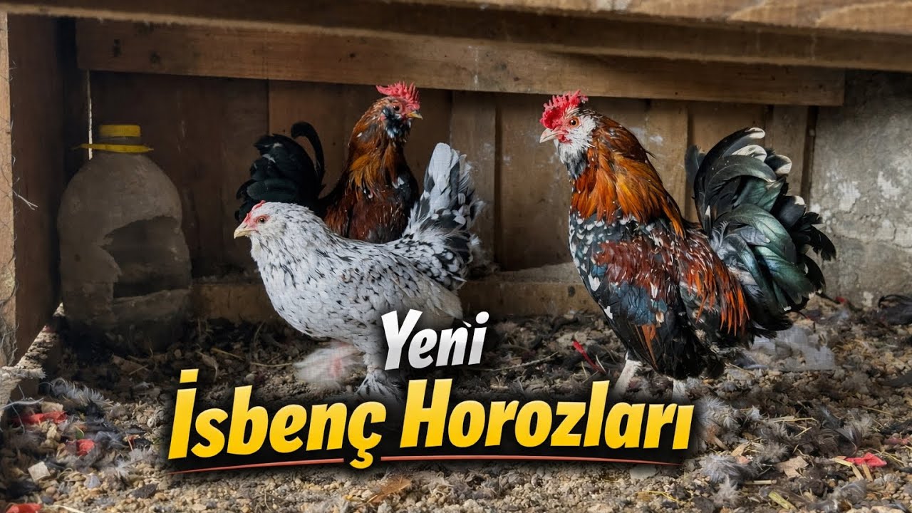 YENİ İSBRNÇ HOROZLARIMIZ GELDİ..#yumurtatoplama #keşfet #horoz #tavuk #hayvansevgisi #hobibahcesi 