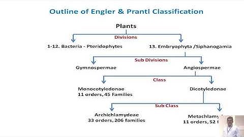 Engler and Prantl  system of classification