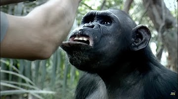 Chimp Empire