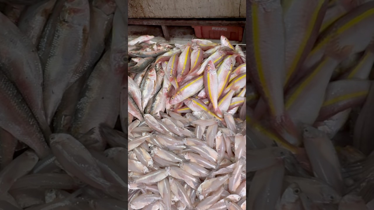 Fresh Catch of the Day 🐟