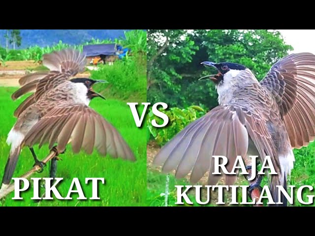 Raja Kutilang Liar Murka !! Pikat BURUNG KUTILANG ini Terlalu GACOR class=