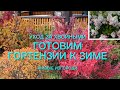 Нужно ли осенью делать  обрезку гортензии метельчатой??? Уход за хвойными и живой изгородью.🌿🌺🌿