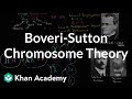 Boveri-Sutton Chromosome Theory