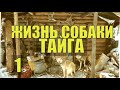 НА КРАЙНЕМ СЕВЕРЕ В ГЛУХОЙ ТАЙГЕ  ЖИЗНЬ и СУДЬБА СОБАКИ ПРОМЫСЕЛ и ОТШЕЛЬНИКИ В  ЛЕСУ 1