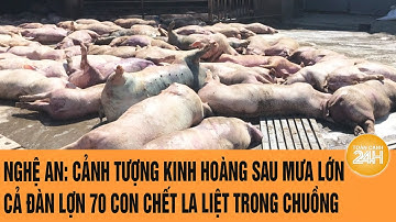 Nghệ An: Cảnh tượng kinh hoàng sau mưa lớn, cả đàn lợn 70 con chết la liệt trong chuồng