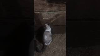 Kittens Play in Horse Stalls 2 (10/14/2018)