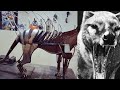 More Thylacine progression
