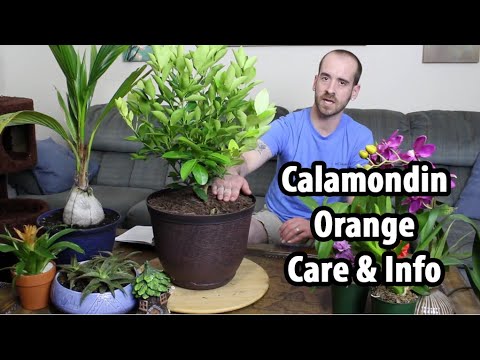Video: Calamondin - hemtjänst. Vård, transplantation och växande problem