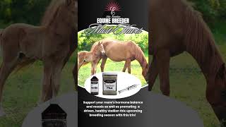Equine Breeding - Elite Nutrition #horse #equinenutrition #livestocknutrition