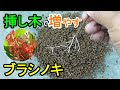 ブラシノキ（カリステモン）の挿し木　土挿しと水挿しで