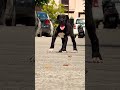 Heavy bone Great Dane puppy available 🐾 giant dog puppy booking 📞 8810623046