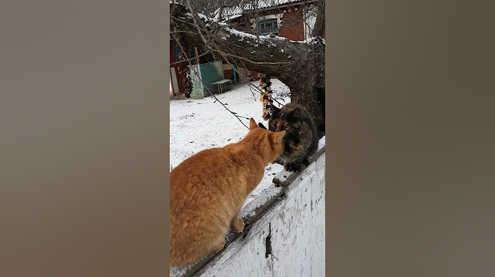 Пираты карибского забора #cat #кот #котик