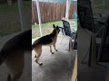 The Most Unexpectedly Funny Dog Vibes Found Right Now! #DogLife #FunnyPets #Shorts #Comedy #Dogs