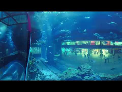 Dubai Aquarium & Underwater Zoo – Visit Dubai