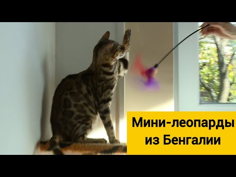 Бенгальские кошки: чем эта порода отличается от прочих?