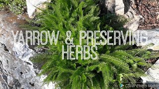#yarrow #rememberwhen How to Preserve Herbs & Yarrow Review