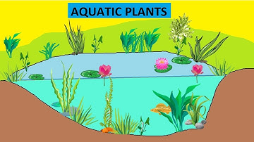 CBSE: Class 4: Science: Aquatic Plants